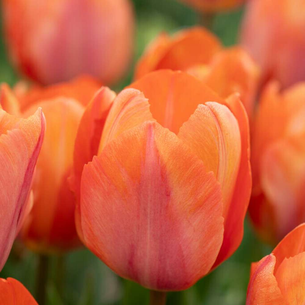 Tulpan 'Apricot van Eijk'